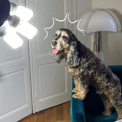 harrods-star-jaivotresolution-coulisses j'ai votre solution - Harrod's chien mascotte